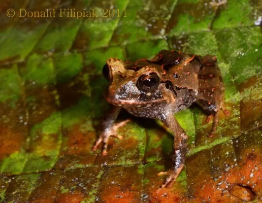 蛤蟆吃官方下载同tomato 版本,实践经验解释定义_Advance_v8.424